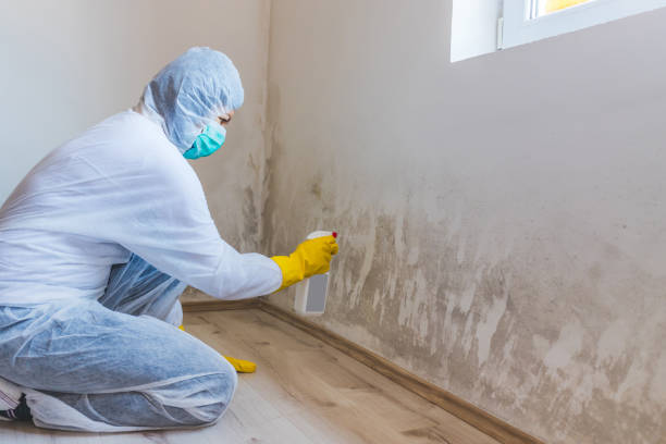 Licensed Mold Inspection service in Lewisville, WA - WQB Mold Removal