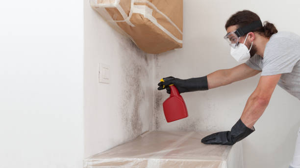 Professional Mold Inspection technician working in Lewisville, WA
